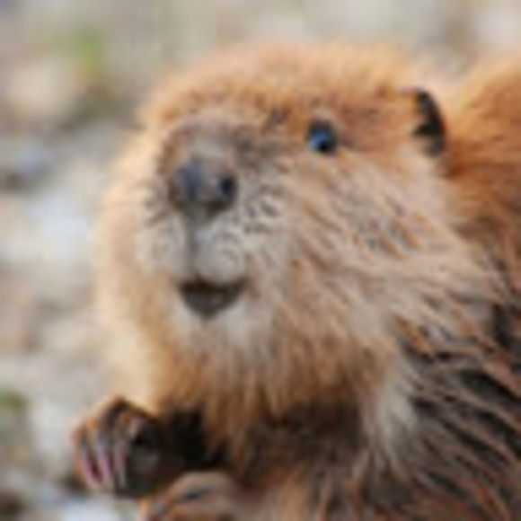 Meet your Posher, Jen - Picture 1 of 1